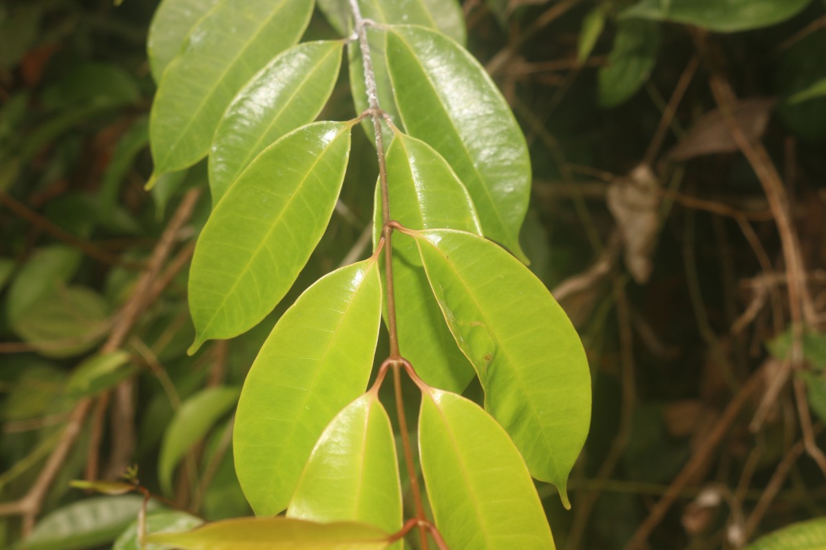 Cleghornia acuminata Wight